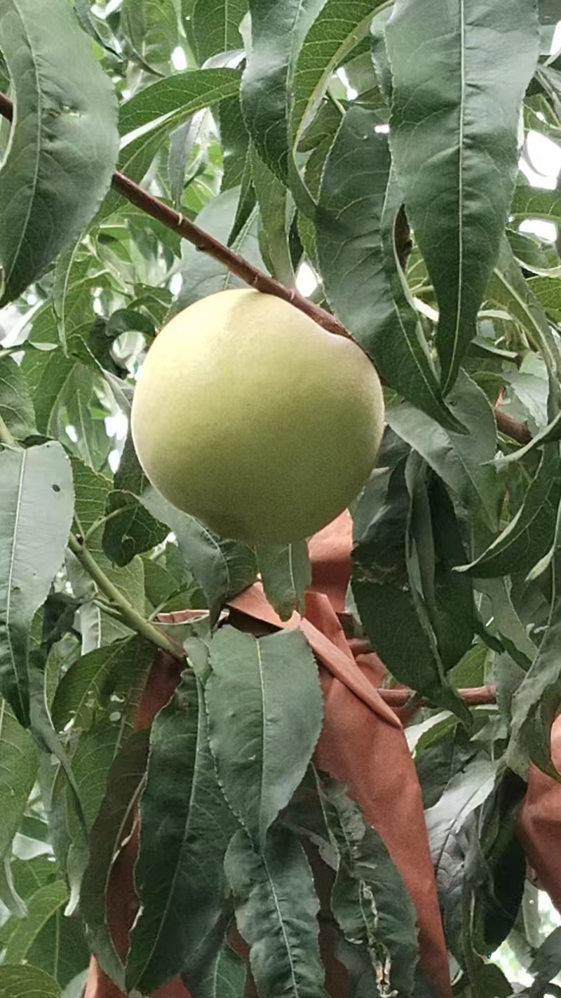 白玉冬桃