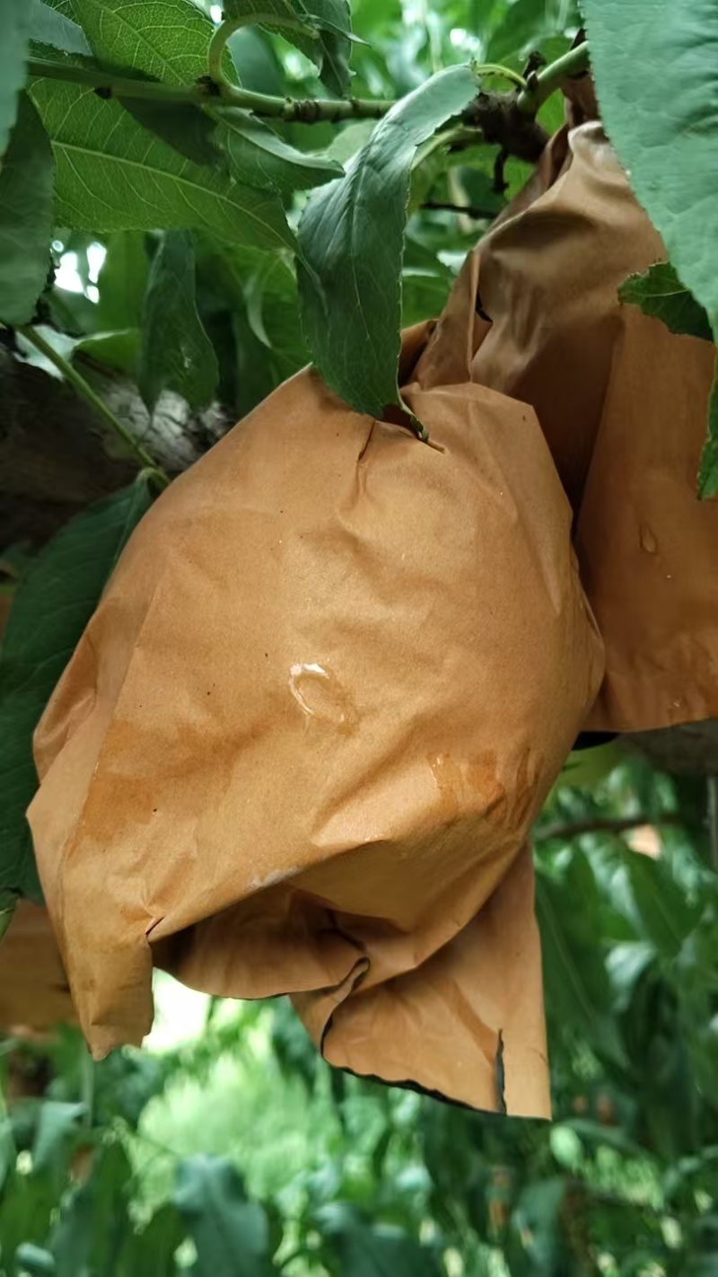 白玉冬桃