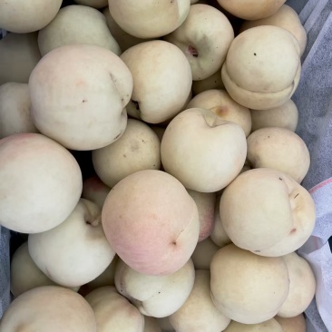 白玉冬桃