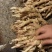 广西农家生姜