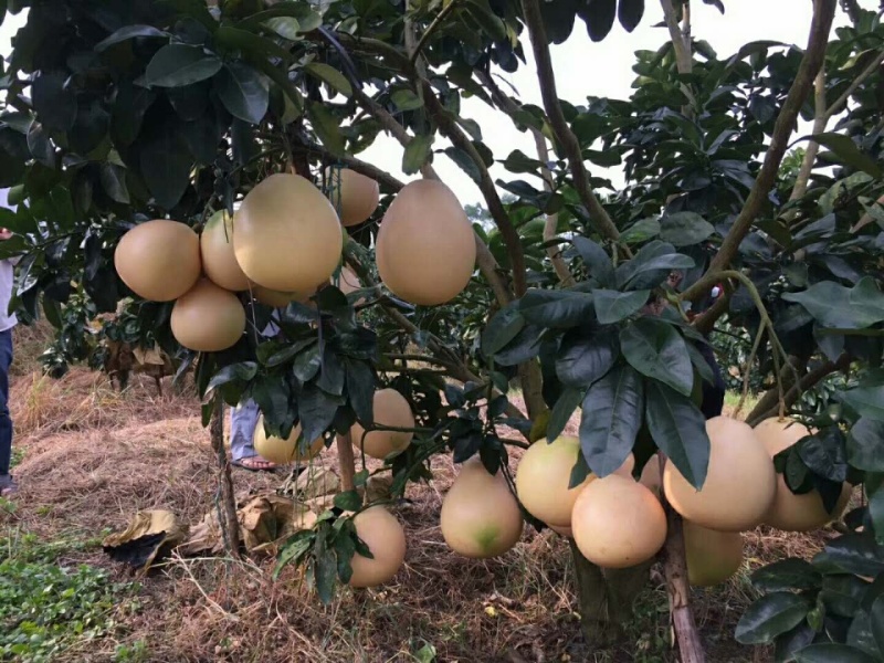 广西容县正宗红心蜜柚和白心蜜柚
