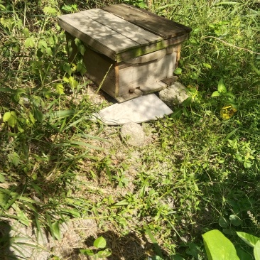 土蜂蜜