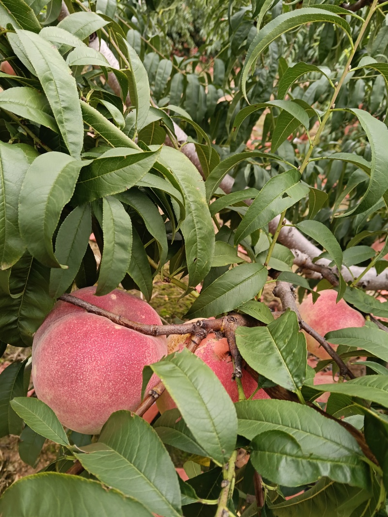 平度金秋红蜜水蜜桃