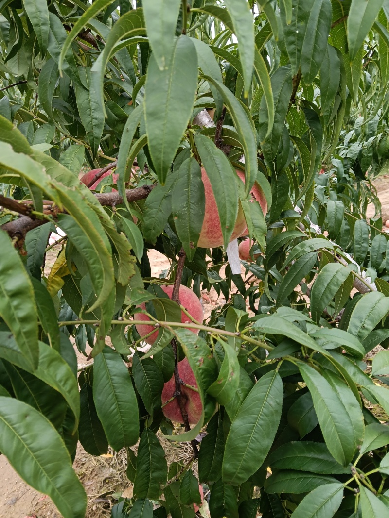 平度金秋红蜜水蜜桃