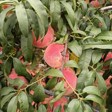 平度金秋红蜜水蜜桃