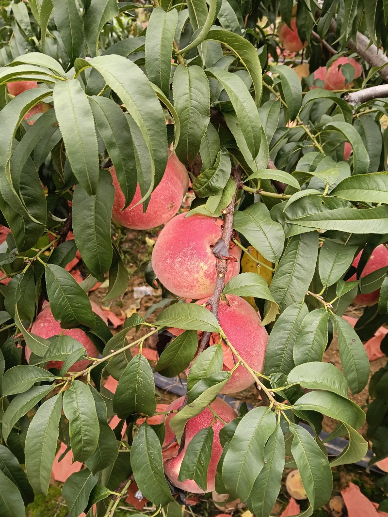 平度金秋红蜜水蜜桃