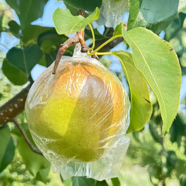 山西隰县玉露香梨