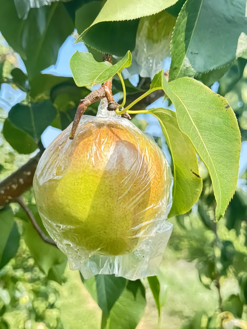 山西隰县玉露香梨