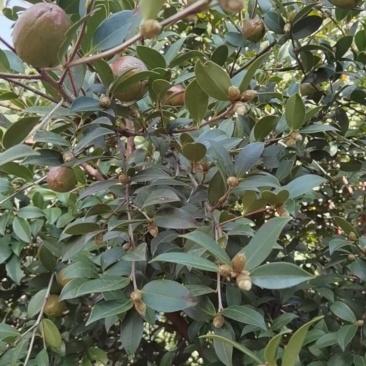 茶籽果