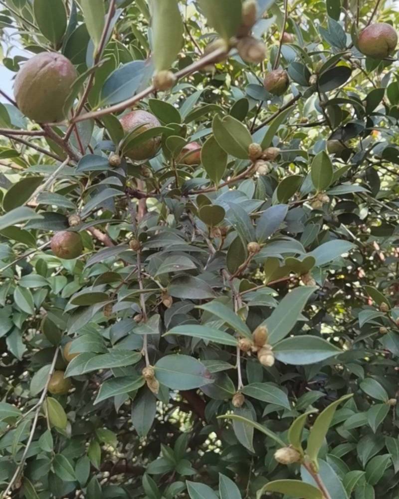 茶籽果