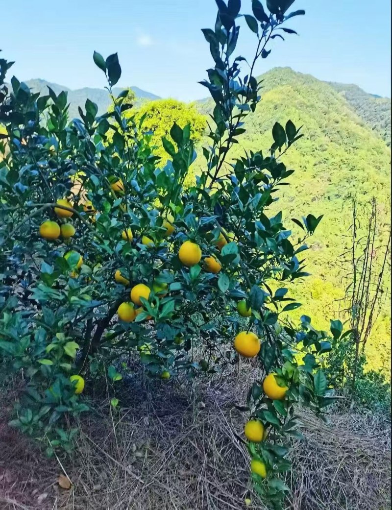 我家有赣南脐橙，自家种植的口感很好，又新鲜