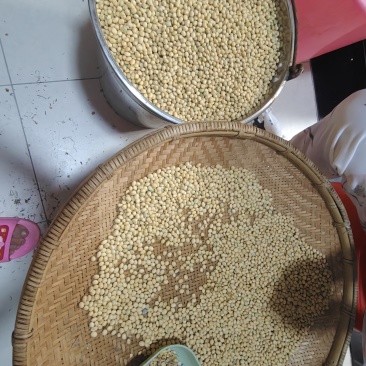 自家种的黄豆黑豆
