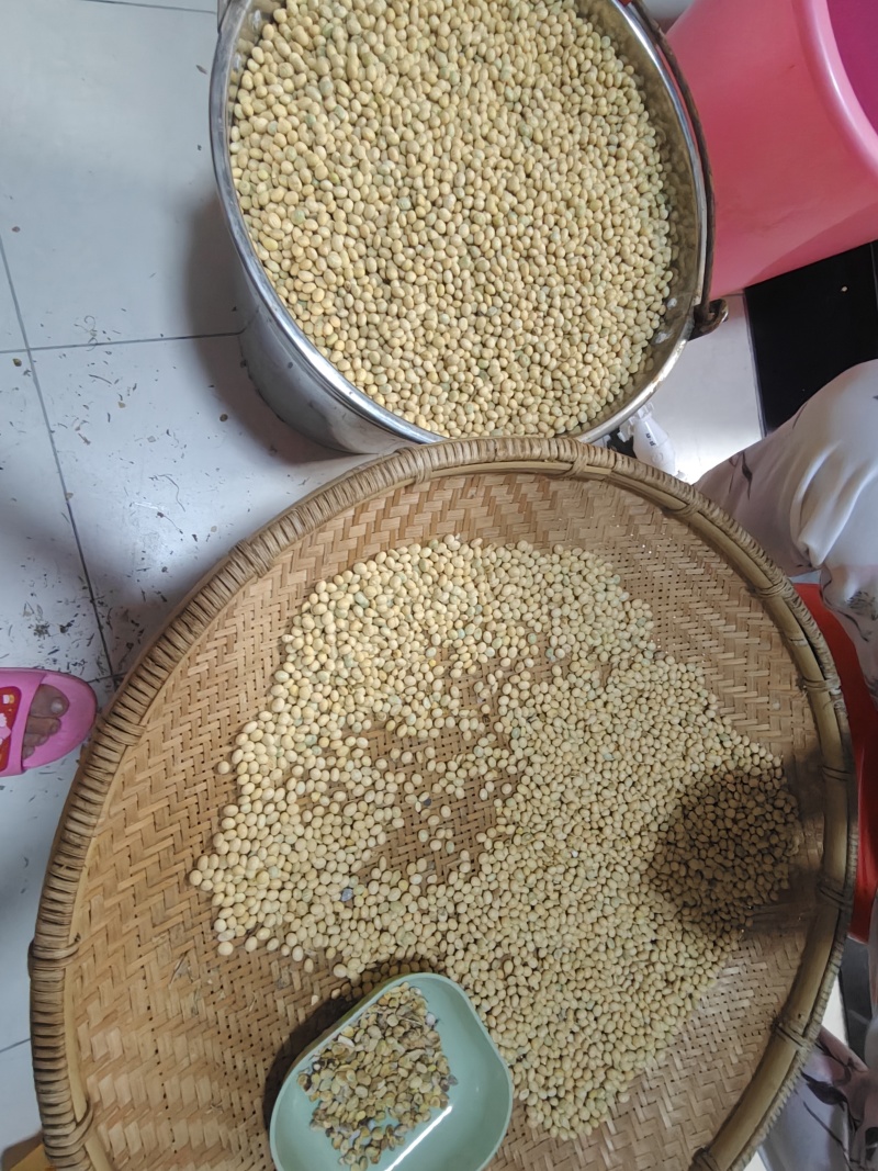 自家种的黄豆黑豆