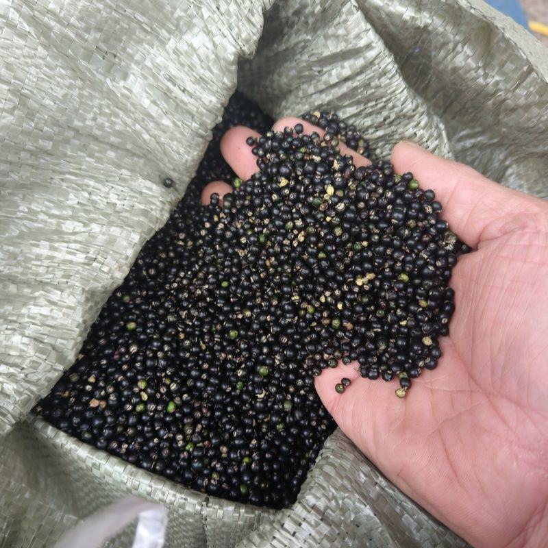 大通草种子，当季现发，欢迎咨询