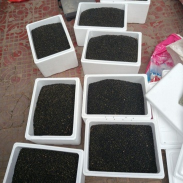 大通草种子，当季现发，欢迎咨询
