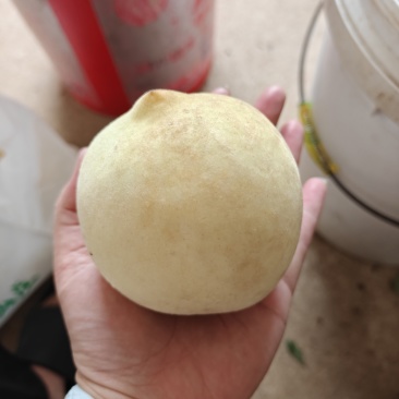 冬桃