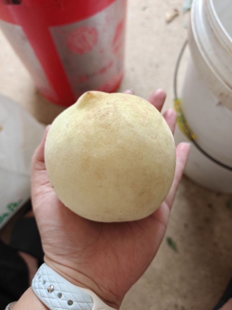 冬桃