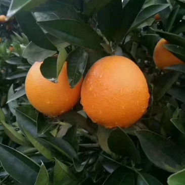 湖南崀山脐橙