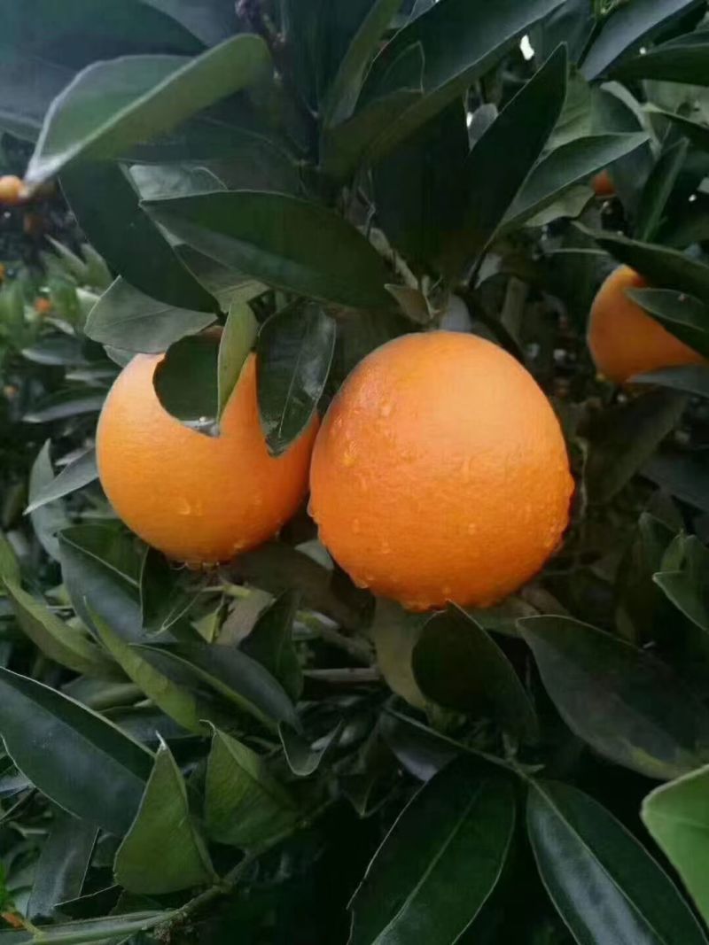 湖南崀山脐橙