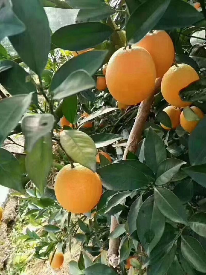 湖南崀山脐橙