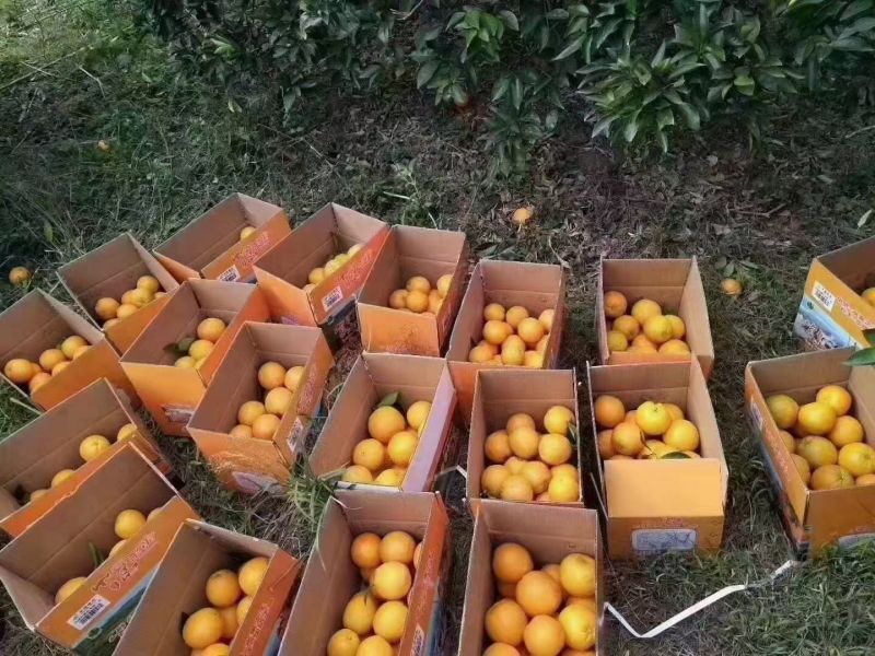 湖南崀山脐橙