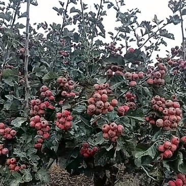 山东泰安山楂
