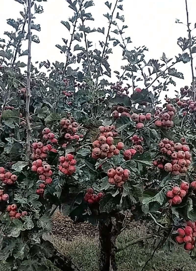 山东泰安山楂