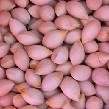 银杏果，白果