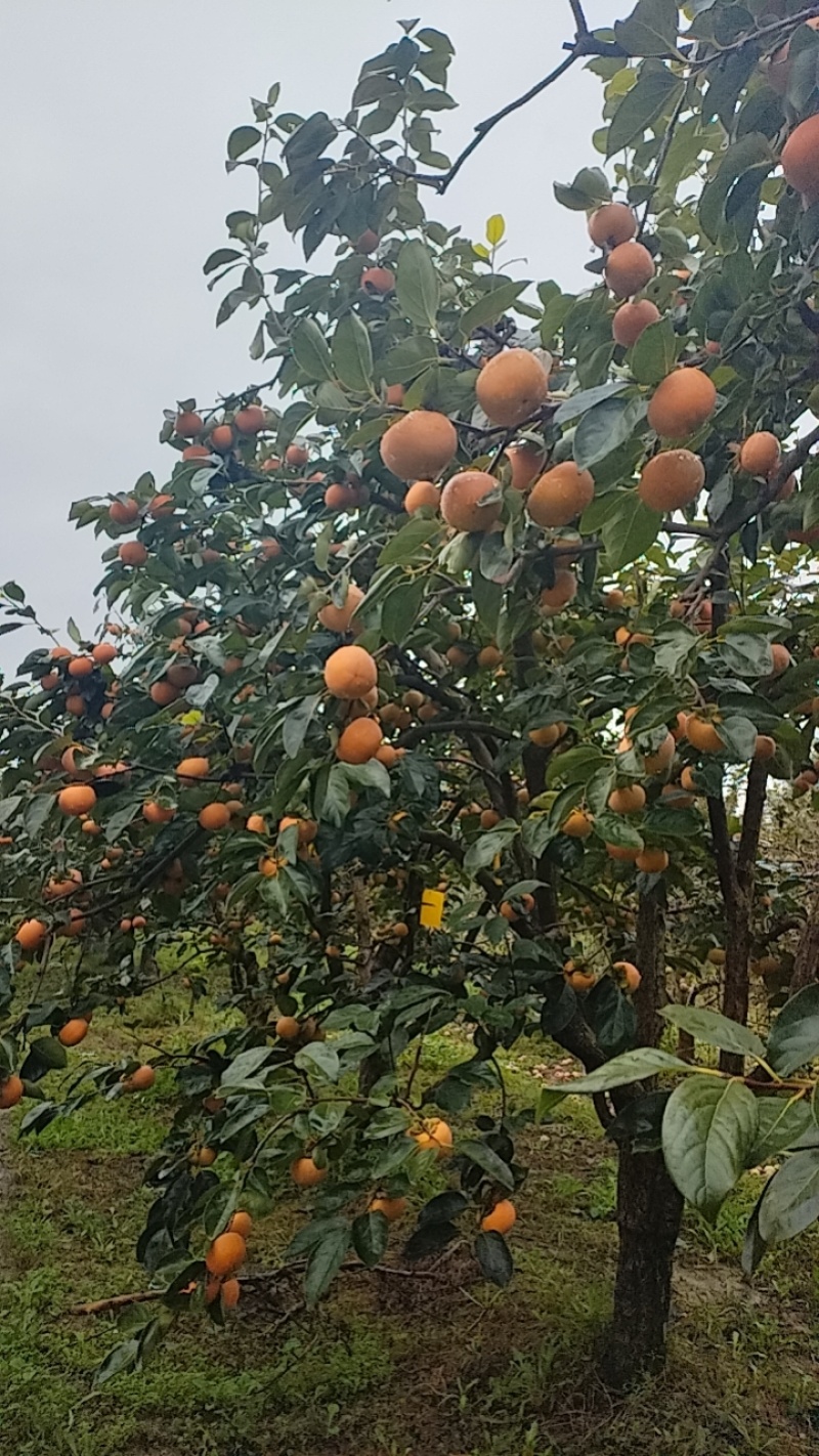 【实力推荐】阳丰脆柿现摘现采产地直销量大从优可对接市场