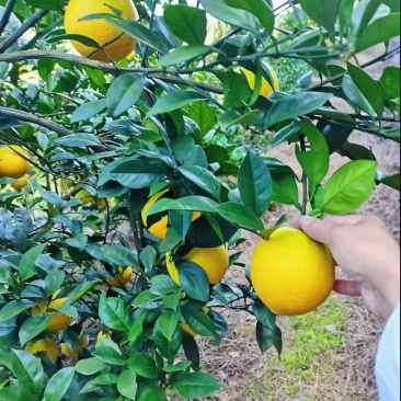 正宗赣南脐橙，高品质，口感好，我是专业种植脐橙的果农