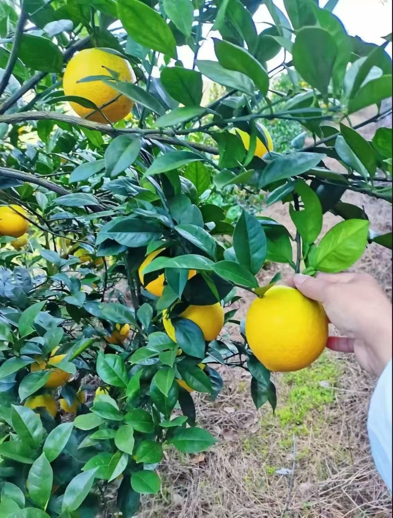 正宗赣南脐橙，高品质，口感好，我是专业种植脐橙的果农