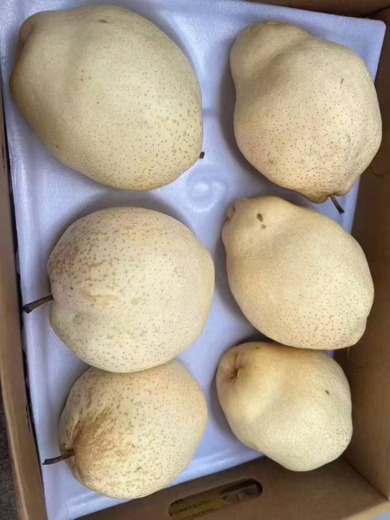 山农酥梨自己的梨园，没有代办费，