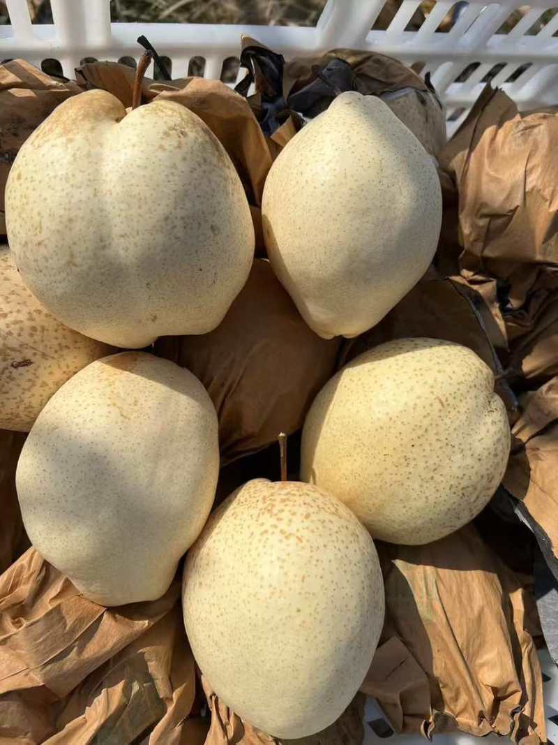 山农酥梨自己的梨园，没有代办费，