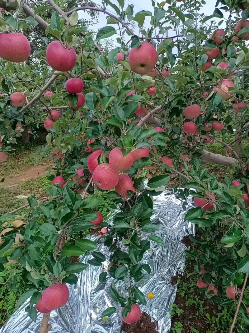 大凉山丑苹果