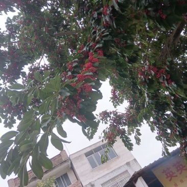 万紫千红树