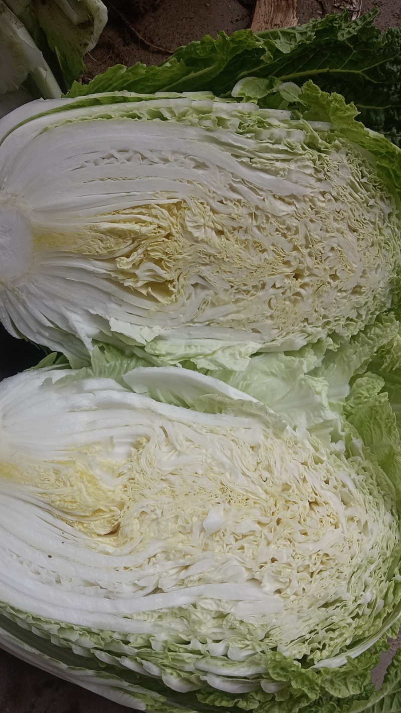 精品黄心大白菜产地发货一手货源