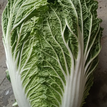 精品黄心大白菜产地发货一手货源
