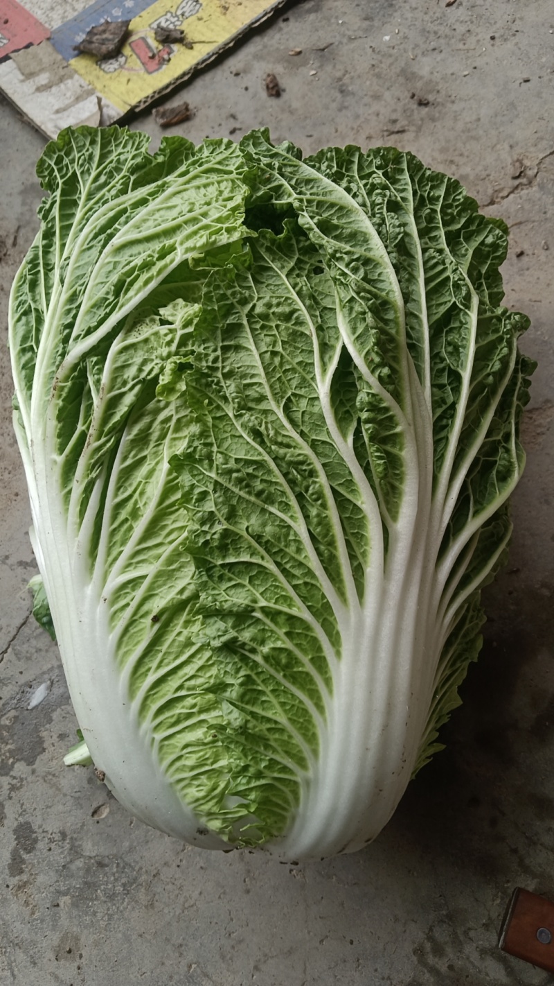 精品黄心大白菜产地发货一手货源