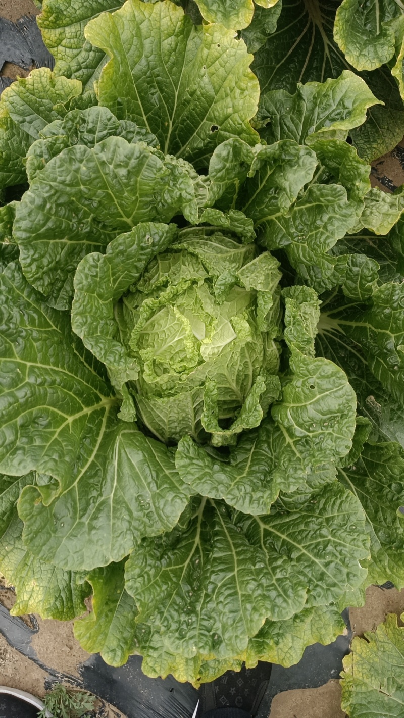 精品黄心大白菜产地发货一手货源