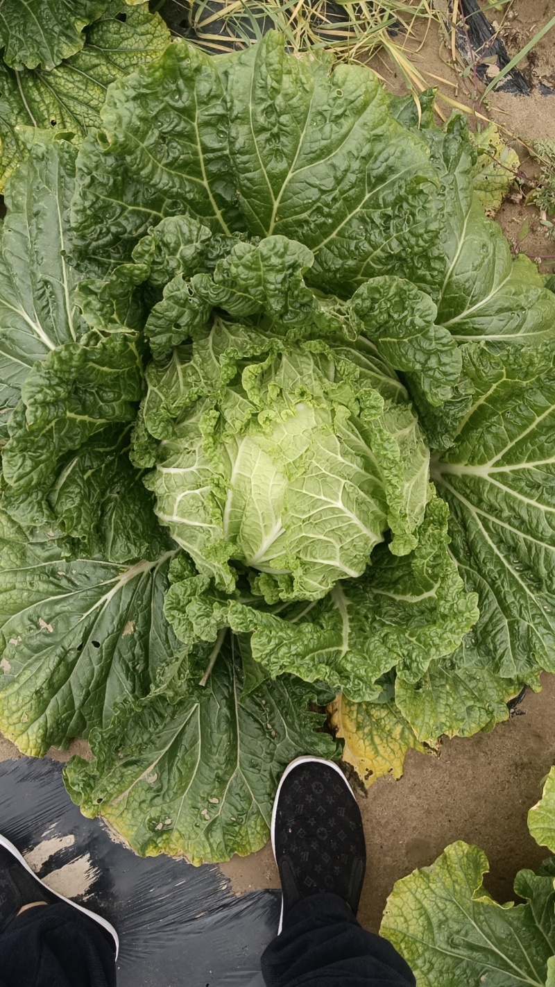 精品黄心大白菜产地发货一手货源