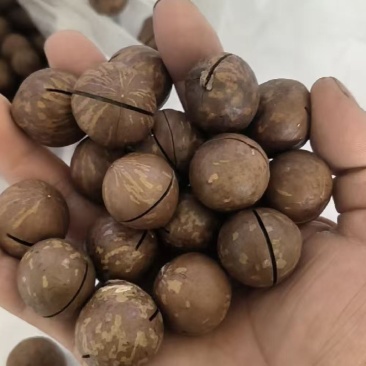 夏威夷果有量联系我