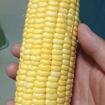 黄色水果玉米