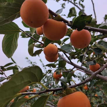 陕西火葫芦柿子
