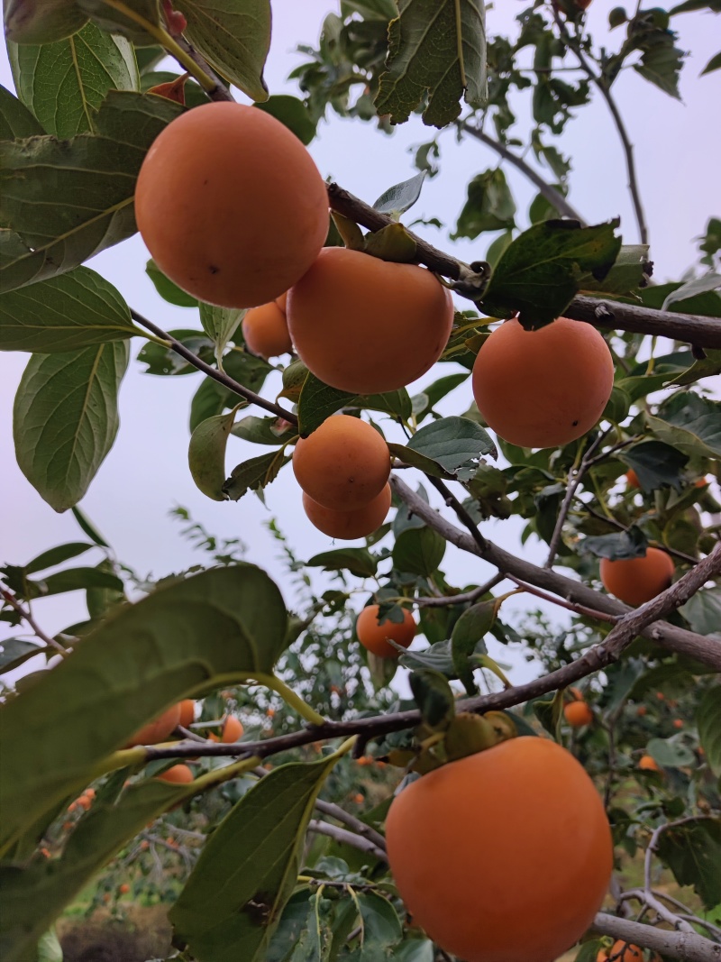 陕西火葫芦柿子