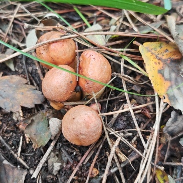 松树伞，肉蘑菇