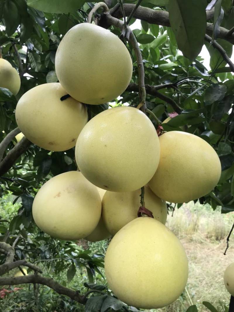 红心柚光果