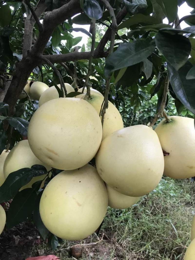 红心柚光果