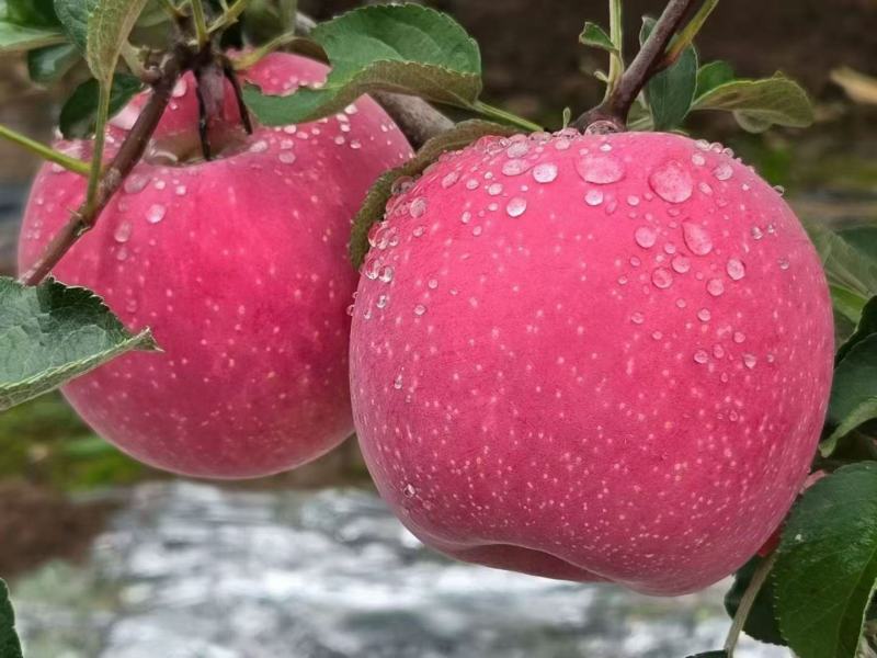 甘肃高原红富士苹果，75起步，一箱10斤，全国包邮
