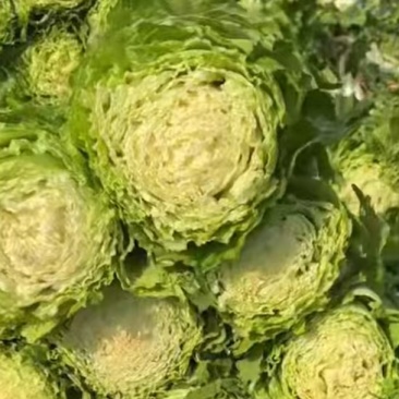 高邦黄心大白菜，心满，色黄，适用于炖吃，腌制酸菜。