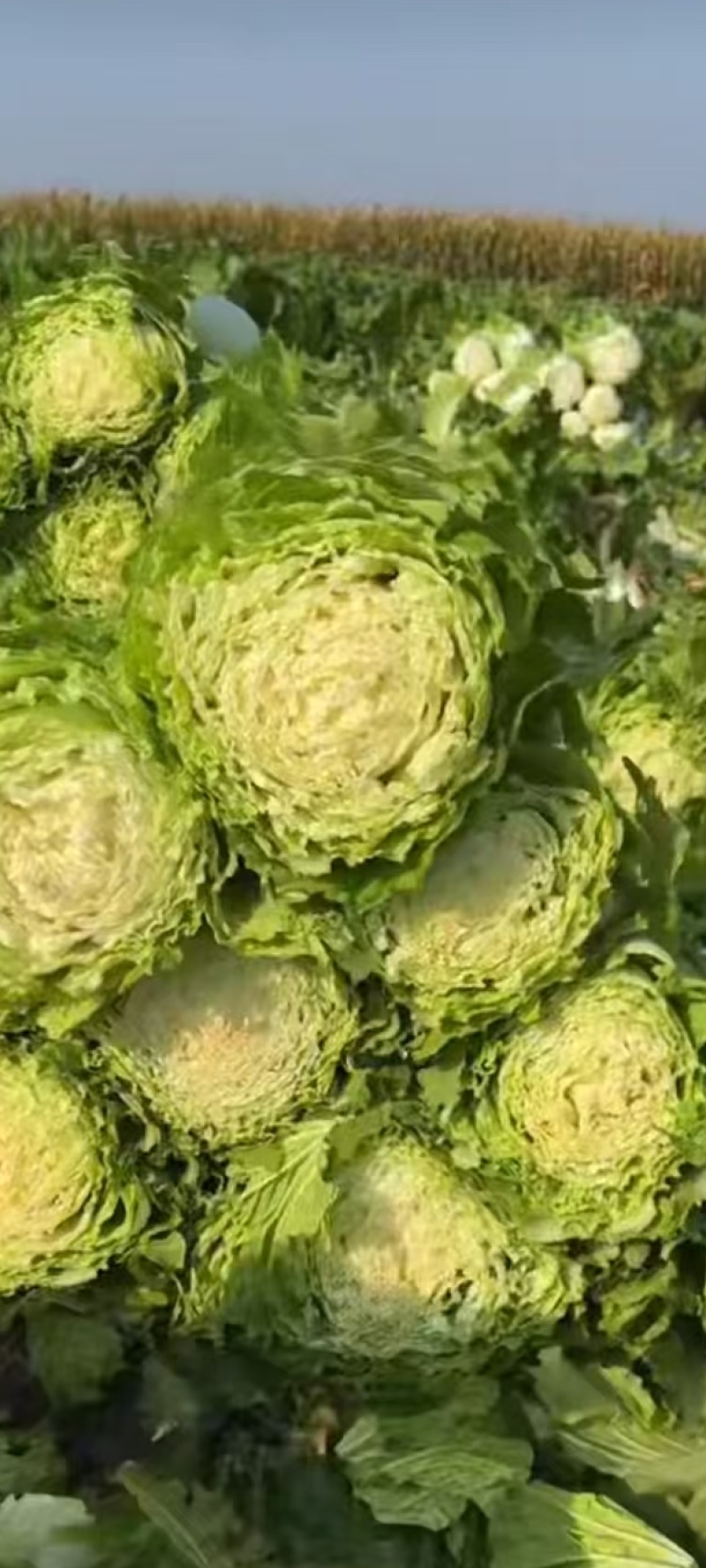 高邦黄心大白菜，心满，色黄，适用于炖吃，腌制酸菜。